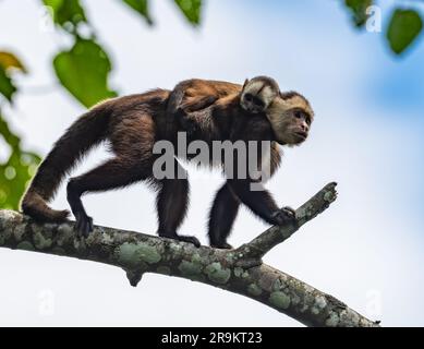 Una variegata scimmia cappuccina con fronti bianchi (Cebus versicolor) madre che porta un bambino sulla schiena, camminando su un ramo. Colombia, Sud America. Foto Stock