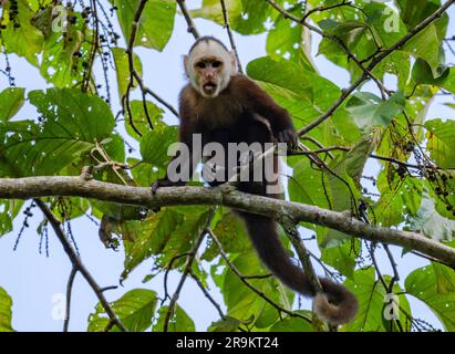 Una variegata scimmia cappuccina con frontali bianchi (Cebus versicolor) su un ramo. Colombia, Sud America. Foto Stock