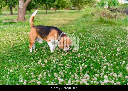 Il cane Beagle annusa il trifoglio su un prato verde. Foto Stock