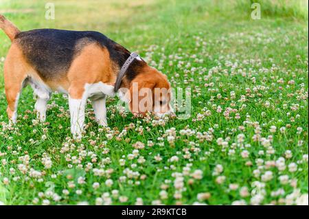 Il cane Beagle annusa il trifoglio su un prato verde. Foto Stock