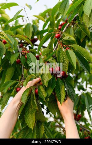 Raccolta di frutti di ciliegia maturi. La mano femminile sta raccogliendo la ciliegia matura sui suoi rami. Foto Stock