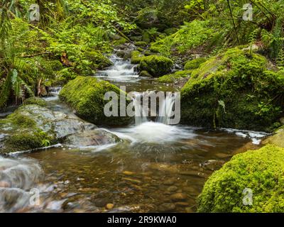 Un piccolo torrente attraversa una lussureggiante e fitta foresta con pietre ricoperte di muschio sparse lungo il suo percorso Foto Stock