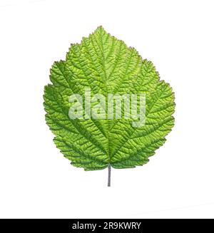 blackberry Green Leaf con tracciato di ritaglio. Foto macro studio BlackBerry Leaf. Profondità di campo completa Foto Stock