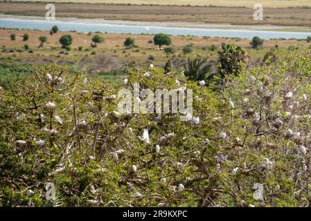 Molte cicogne nidificano nella pianura alluvionale del fiume Bouregreg a Rabat, in Marocco Foto Stock