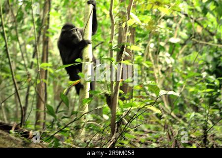 Un giovane macaco crestato (Macaca nigra) si arrampica su un albero mentre si fa forgiare nella foresta di pianura della riserva naturale di Tangkoko, Sulawesi settentrionale, Indonesia. Il cambiamento climatico può gradualmente cambiare i comportamenti e il ciclo riproduttivo di questa specie minacciata, riducendo al contempo la loro idoneità all'habitat, che potrebbe costringerli a uscire da habitat sicuri e ad affrontare potenziali conflitti con gli esseri umani, dicono gli scienziati. Senza la temperatura di riscaldamento, i primati hanno già sofferto delle crescenti pressioni antropogeniche, causando loro un calo della popolazione ed entrare nel rischio di estinzione. Foto Stock