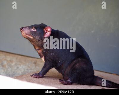 Incredibile eccezionale Diavolo della Tasmania con una bellezza distintiva. Foto Stock