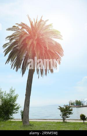 Una splendida palma e un'erba verde vicino al mare nel resort tropicale nelle giornate di sole Foto Stock