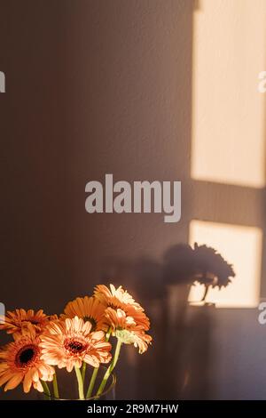 Fiori di margherita di colore arancio alla luce naturale del sole con luce e ombre sulle pareti. Natura morta minimalista Foto Stock