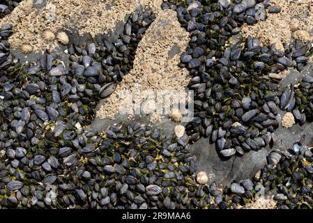 Roccia ricoperta di barnaccoli, cozze blu e limpette nel Devon Foto Stock