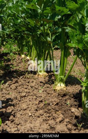 Filare di pianta di sedano che cresce nell'orto. Il sedano è una pianta palustre della famiglia Apiaceae. Foto Stock