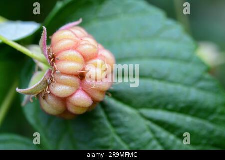 Lampone Rubus frutta in varie fasi di sviluppo - Rubus parvifolius - lamponi rossi sulla pianta - spesso scritto male come rasberry rasberries Foto Stock