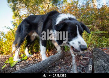 Collie di bordo in giardino che annusare e masticare il bastoncino Foto Stock