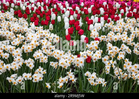 WA23438-00...WASHINGTON - Una colorata esposizione di tulipani e narcisi in giardino presso la RoozenGaarde Tulip and Bulb Farm situata nella Skagit Valley. Foto Stock