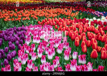 WA23446-00...WASHINGTON - letti colorati di tulipani nei giardini espositivi di RoozenGaarde nella Skagit Valley. Foto Stock