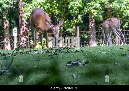 Cervi dalla coda bianca (Odocoileus virginianus) sui terreni della storica fattoria McDaniel a Duluth, Georgia. (USA) Foto Stock