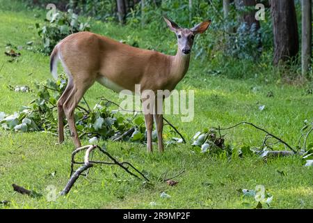 Cervi dalla coda bianca (Odocoileus virginianus) sui terreni della storica fattoria McDaniel a Duluth, Georgia. (USA) Foto Stock