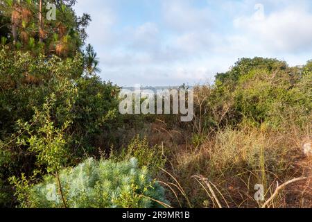 Monte Carmelo della Galilea occidentale contro il cielo blu con nuvole bianche. Stagione estiva. Erba secca e alberi eternamente verdi. Israele. Foto Stock