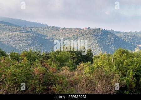 Monte Carmelo della Galilea occidentale contro il cielo blu con nuvole bianche. Stagione estiva. Erba secca e alberi eternamente verdi. Israele. Foto Stock