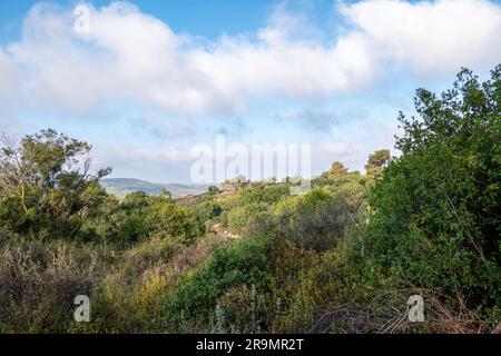 Monte Carmelo della Galilea occidentale contro il cielo blu con nuvole bianche. Stagione estiva. Erba secca e alberi eternamente verdi. Israele. Foto Stock