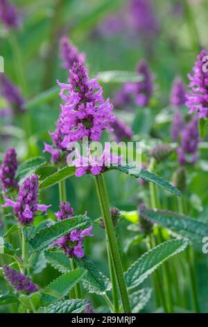 Betonia di legno Hummelo, Betony, Stachys officinalis Hummelo, picchi di fiori rosa-viola, pianta a base di erbe Foto Stock