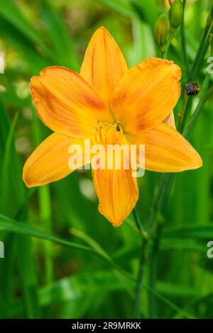 Cannella Hemerocallis Banbury, giglio diurno cannella Banbury, arancio bruciato, fiore a forma di imbuto Daylily Foto Stock