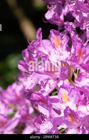 Immagine macro di fiori di rododendro viola Foto Stock