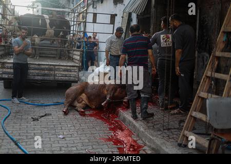 Gaza City, Palestina. 28 giugno 2023. I palestinesi guardano come i macellai massacrano un vitello durante la festa musulmana di Eid al-Adha nella città di Gaza, Striscia di Gaza il 28 giugno 2023. I musulmani di tutto il mondo celebrano Eid al-Adha per celebrare la fine dell'haj abbattendo pecore, capre, mucche e cammelli per commemorare la volontà del Profeta Abramo di sacrificare suo figlio Ismail su ordine di Dio. Foto di Ramez Habboub/ABACAPRESS.COM credito: Abaca Press/Alamy Live News Foto Stock