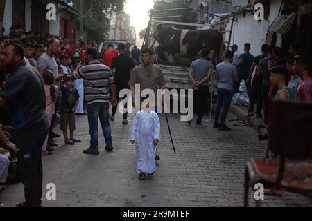 Gaza City, Palestina. 28 giugno 2023. I palestinesi guardano come i macellai massacrano un vitello durante la festa musulmana di Eid al-Adha nella città di Gaza, Striscia di Gaza il 28 giugno 2023. I musulmani di tutto il mondo celebrano Eid al-Adha per celebrare la fine dell'haj abbattendo pecore, capre, mucche e cammelli per commemorare la volontà del Profeta Abramo di sacrificare suo figlio Ismail su ordine di Dio. Foto di Ramez Habboub/ABACAPRESS.COM credito: Abaca Press/Alamy Live News Foto Stock