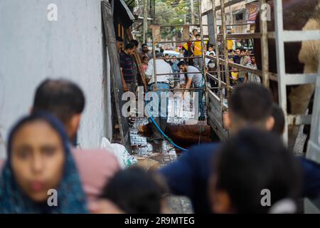 Gaza City, Palestina. 28 giugno 2023. I palestinesi guardano come i macellai massacrano un vitello durante la festa musulmana di Eid al-Adha nella città di Gaza, Striscia di Gaza il 28 giugno 2023. I musulmani di tutto il mondo celebrano Eid al-Adha per celebrare la fine dell'haj abbattendo pecore, capre, mucche e cammelli per commemorare la volontà del Profeta Abramo di sacrificare suo figlio Ismail su ordine di Dio. Foto di Ramez Habboub/ABACAPRESS.COM credito: Abaca Press/Alamy Live News Foto Stock