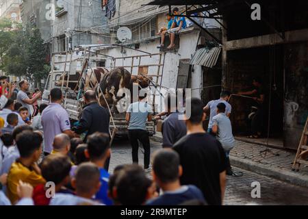 Gaza City, Palestina. 28 giugno 2023. I palestinesi guardano come i macellai massacrano un vitello durante la festa musulmana di Eid al-Adha nella città di Gaza, Striscia di Gaza il 28 giugno 2023. I musulmani di tutto il mondo celebrano Eid al-Adha per celebrare la fine dell'haj abbattendo pecore, capre, mucche e cammelli per commemorare la volontà del Profeta Abramo di sacrificare suo figlio Ismail su ordine di Dio. Foto di Ramez Habboub/ABACAPRESS.COM credito: Abaca Press/Alamy Live News Foto Stock