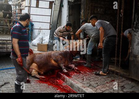 Gaza City, Palestina. 28 giugno 2023. I palestinesi guardano come i macellai massacrano un vitello durante la festa musulmana di Eid al-Adha nella città di Gaza, Striscia di Gaza il 28 giugno 2023. I musulmani di tutto il mondo celebrano Eid al-Adha per celebrare la fine dell'haj abbattendo pecore, capre, mucche e cammelli per commemorare la volontà del Profeta Abramo di sacrificare suo figlio Ismail su ordine di Dio. Foto di Ramez Habboub/ABACAPRESS.COM credito: Abaca Press/Alamy Live News Foto Stock