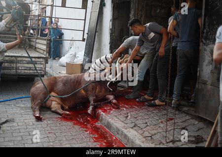 Gaza City, Palestina. 28 giugno 2023. I palestinesi guardano come i macellai massacrano un vitello durante la festa musulmana di Eid al-Adha nella città di Gaza, Striscia di Gaza il 28 giugno 2023. I musulmani di tutto il mondo celebrano Eid al-Adha per celebrare la fine dell'haj abbattendo pecore, capre, mucche e cammelli per commemorare la volontà del Profeta Abramo di sacrificare suo figlio Ismail su ordine di Dio. Foto di Ramez Habboub/ABACAPRESS.COM credito: Abaca Press/Alamy Live News Foto Stock