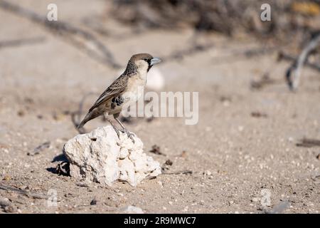 Il tessitore socievole (Philetairus socius) è una specie di uccello della famiglia dei tessitori, endemica dell'Africa meridionale. Si trova in Sudafrica, Namibia, Foto Stock