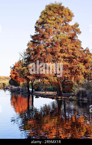 Ballarat Australia / la piscina Swan sul lago Wendouree. I sanitarei e le aiuole intorno al lago costituiscono un buon rifugio per le oltre 150 specie Foto Stock