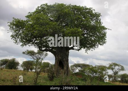 Il Parco Nazionale di Tarangire, albero di Baobab, è un parco nazionale della Regione di Manyara in Tanzania. Il nome del parco deriva dal fiume Tarangire che il cron Foto Stock