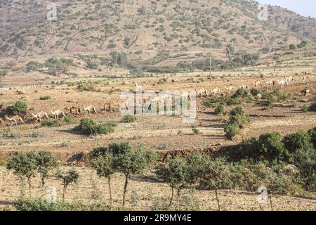 Un branco di dromedari di cammelli fotografati in Etiopia Foto Stock