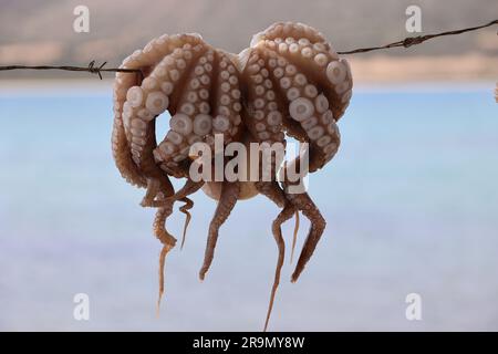 Polpo appeso ad asciugare nell'isola di Antiparos, Grecia, al sole delle Cicladi Foto Stock