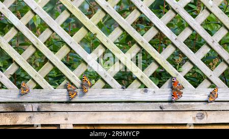 Peacock Butterfly [ Aglais io ] e Lady Butterflies dipinte [ Vanessa cardui ] sulla recinzione del giardino Foto Stock