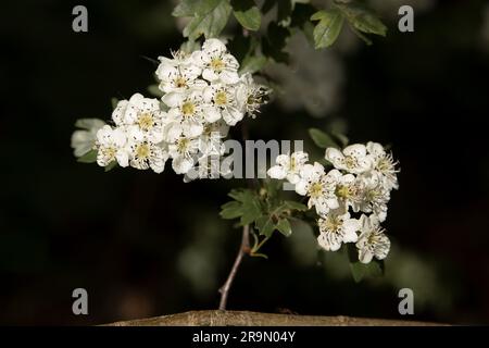 Nella foto sono raffigurati i fiori del biancospino comune, Crataegus monogyna.it mostra i gruppi di teste di fiori. È noto anche come biancospino monoseme, Foto Stock