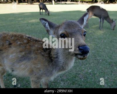 Un giovane cervo sika nel parco di Nara, in Giappone, curioso e che chiede cibo nel parco all'aperto. I turisti spesso nutrono i cervi. Foto Stock