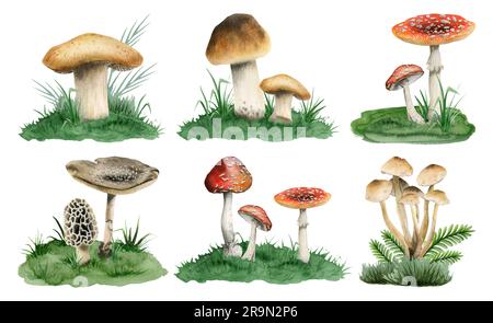 Funghi che crescono nella collezione di illustrazioni di acquerello in erba verde con realistica Boletus edulis commestibile, agarica di mosca Foto Stock