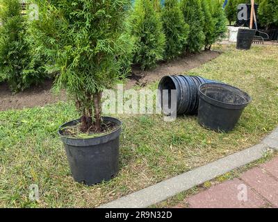 Trapiantare alberi di thuja dai vasi nel terreno, fuoco selettivo. Alberi appena piantati Foto Stock