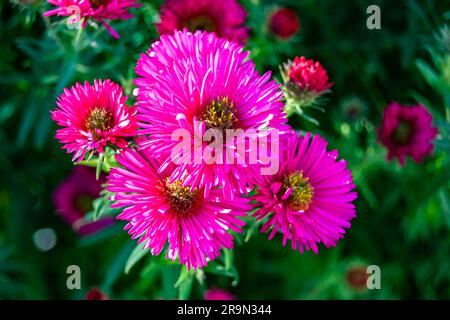 Fotografia a tema bellissimo lampranto di fiori selvatici su prato di fondo, foto che consiste di lampranto di fiori selvatici in crescita su erba mead Foto Stock