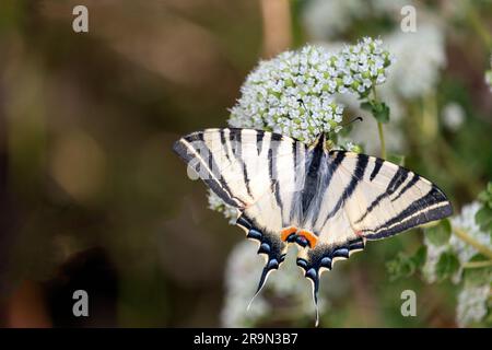 Primo piano sulle farfalle Old World Swallowtail Foto Stock