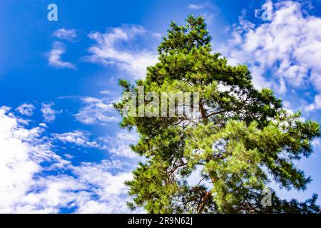 Fotografia a tema grande e bellissimo albero di abeti rossi autunnali sullo sfondo cielo luminoso, foto composta da alti abeti autunnali sotto il cielo nuvoloso, grande A. Foto Stock