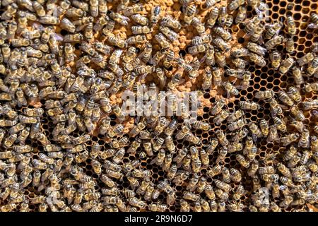 La struttura esagonale astratta è a nido d'ape da alveare di ape riempito con miele d'oro, composizione estiva a nido d'ape costituito da miele d'oca da villag di ape Foto Stock