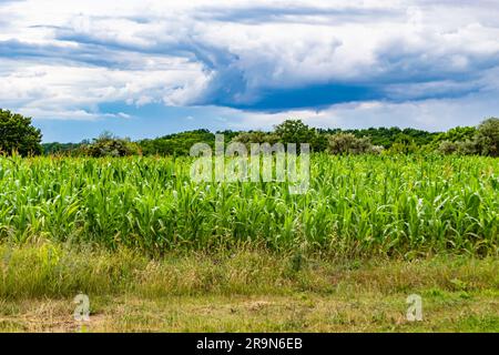 Fotografia su un grande campo di mais a tema per il raccolto biologico, foto che consiste in un grande campo di mais per il raccolto sullo sfondo del cielo, un campo di coltivazione di mais Foto Stock