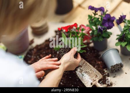 Mani donna irriconoscibili che reggono la begonya di fiori rossi della piantina . Fioretti appena piantati nel giardino. Giardiniere in grembiule che piantano fiori. Foto Stock