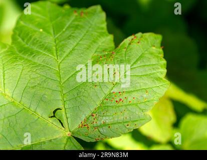 Acari "Aceria cephalonea" su foglia di sicomoro "Acer pseudoplatanus", Suffolk, Inghilterra, Regno Unito Foto Stock