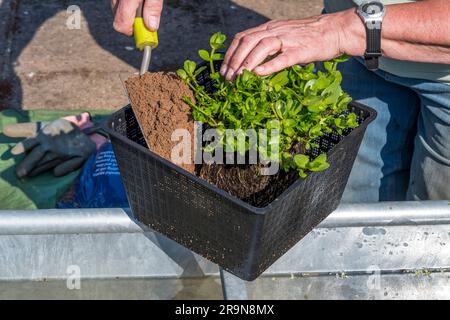 Donna che repotenzia una pianta d'acqua, Bacopa caroliniana, pianta acquatica in una caratteristica d'acqua del giardino che sta costruendo da una vasca d'acqua metallica. Foto Stock